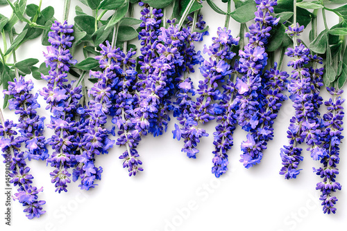 Fleurs de lavande sur fond blanc