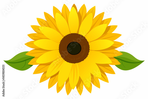 sunflower isolated on white