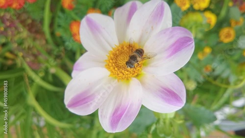 Bee pollinating vibrant purple and white flower in garden with lush greenery and colorful blossoms.