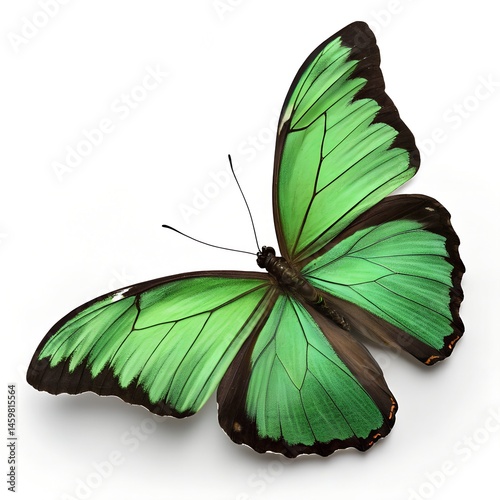 Vibrant Green Butterfly with Dark Brown Edges Isolated on White Background