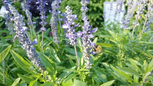 Closeup of bumblebees pollinating lavender blooms in a lush garden environment.