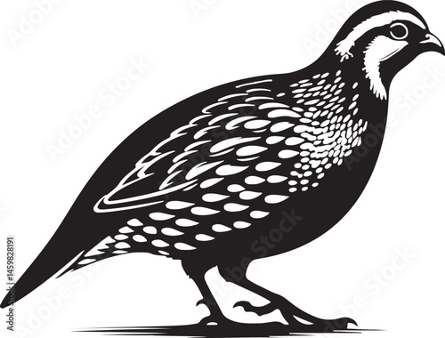 Quail silhouette vector - quail illustration - quail black vector