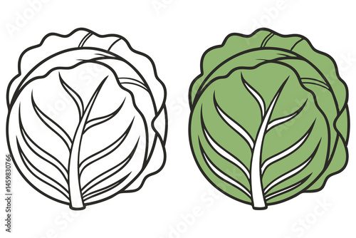 Outline vegetable drawing shows a green head of cabbage and a black outlined version