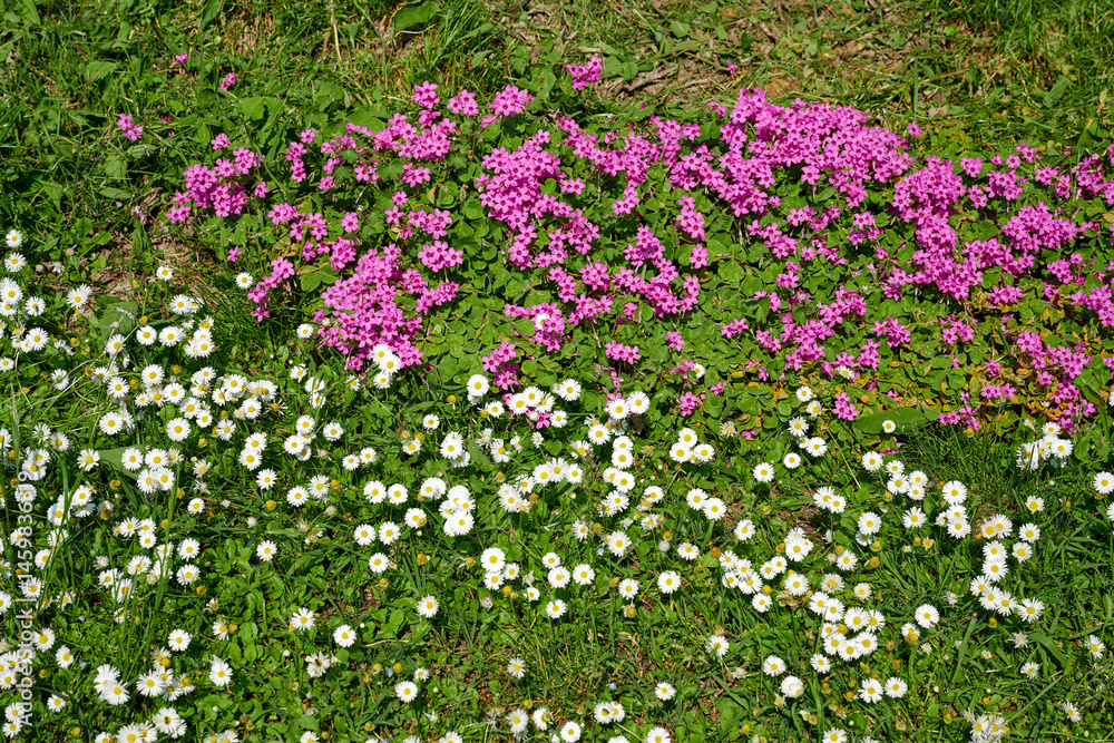 Naklejka premium fiorellini