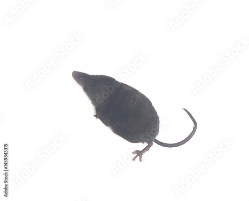 Eurasian water shrew (Neomys fodiens) greedy predator that eats more of its own weight, has teeth with saliva venenosa that paralyze even small size mammals, frog and preserves it for weeks photo