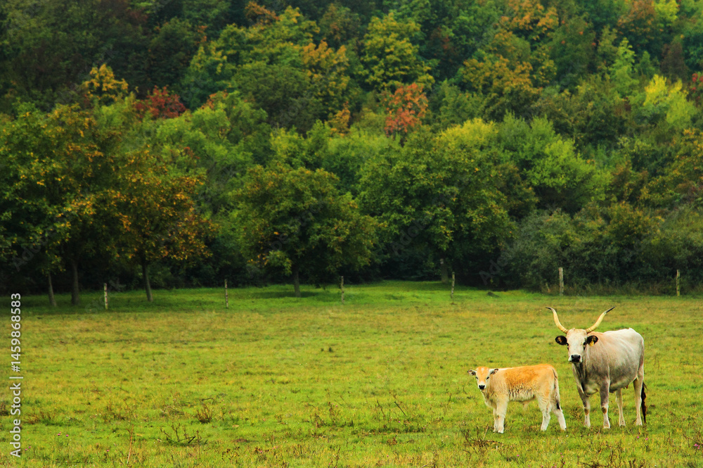 Fototapeta premium cows in the meadow