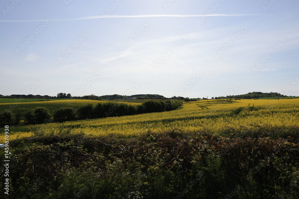 rapeseed field in scotland rapeseed field in scotland