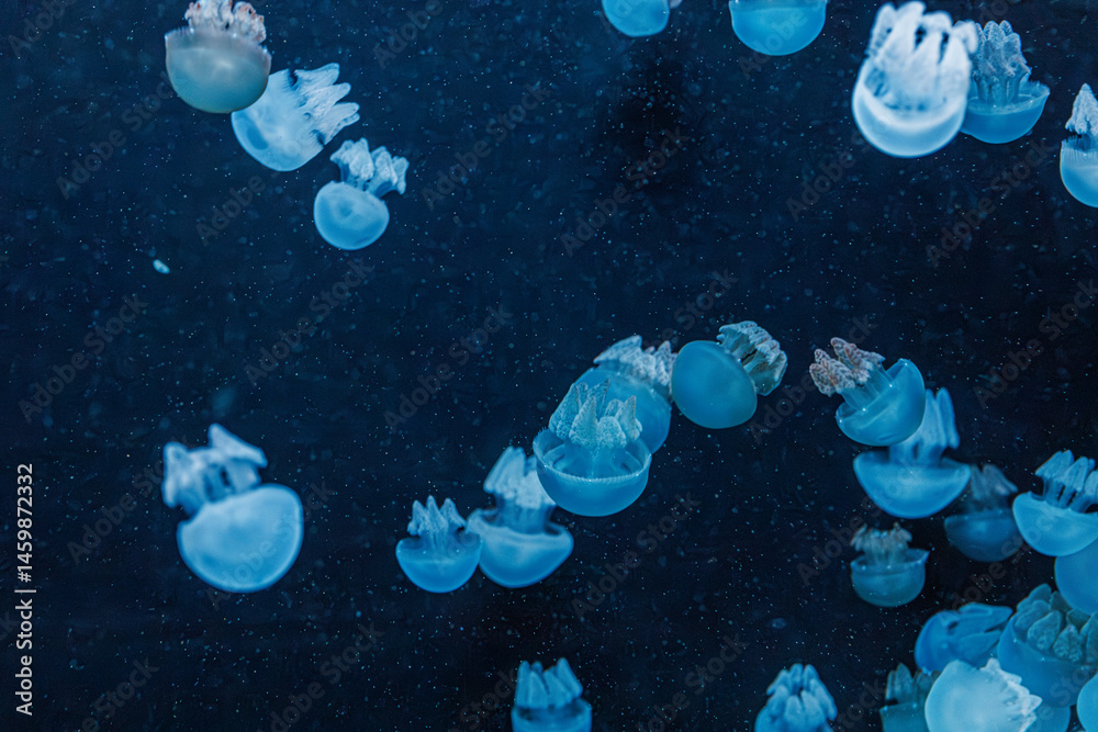 underwater photography jellyfish Blue Blubber Jelly, Catostylus mosaicus