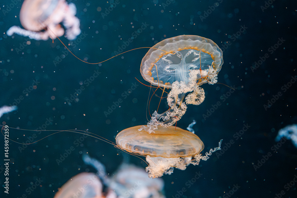 underwater photography jellyfish Chrysaora fuscescens, Pacific sea nettle, West Coast sea nettle