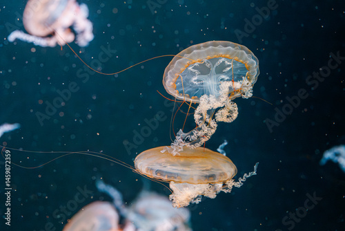 Obraz na płótnie underwater photography jellyfish Chrysaora fuscescens, Pacific sea nettle, West Coast sea nettle w salonie