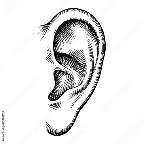 Ear Anatomy Detailed Illustration Antique Style Black and White Outline Line Art Drawing