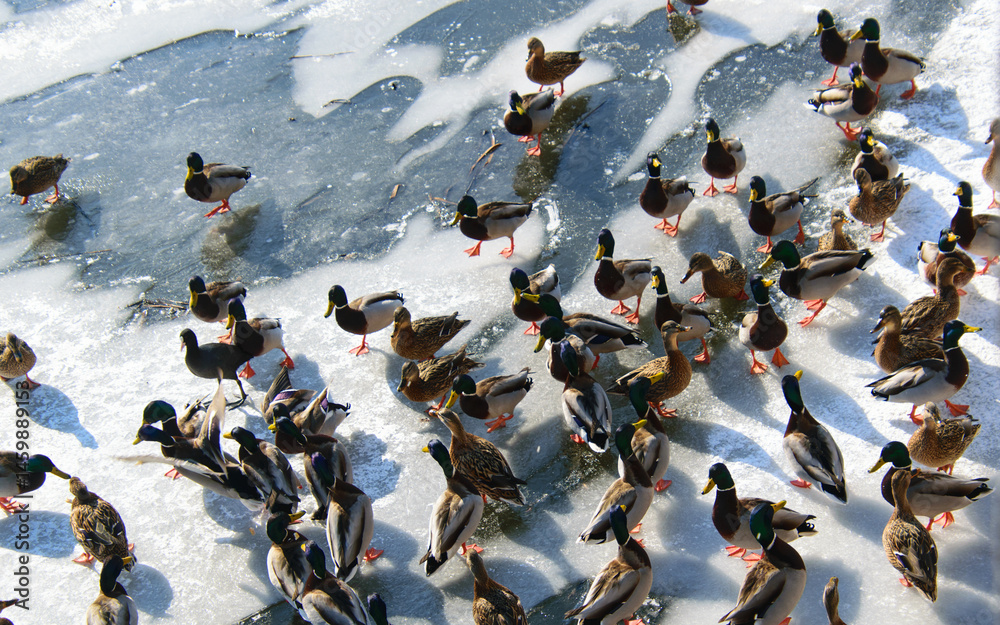 Fototapeta premium Close-up of ducks in a winter park