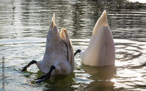 Fototapeta Naklejka Na Ścianę i Meble -  Cute swan family on a spring pond