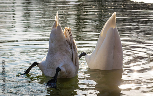 Fototapeta Naklejka Na Ścianę i Meble -  Cute swan family on a spring pond