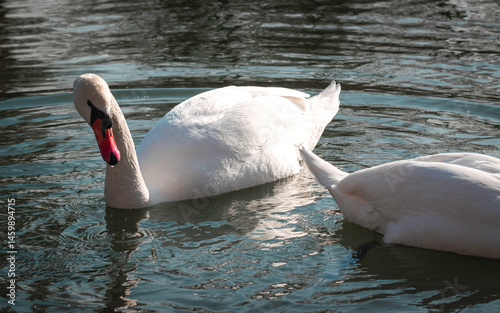 Fototapeta Naklejka Na Ścianę i Meble -  Cute swan family on a spring pond