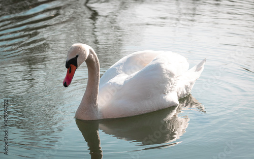 Fototapeta Naklejka Na Ścianę i Meble -  Cute swan family on a spring pond