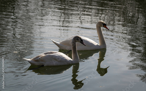 Fototapeta Naklejka Na Ścianę i Meble -  Cute swan family on a spring pond