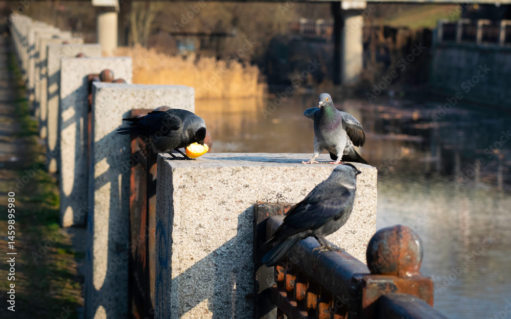Fototapeta premium Funny jays in a spring park