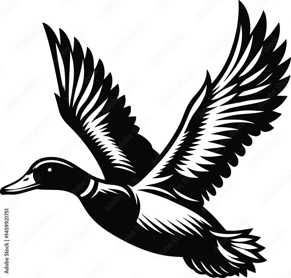 Obraz premium Mallard Duck in Flight