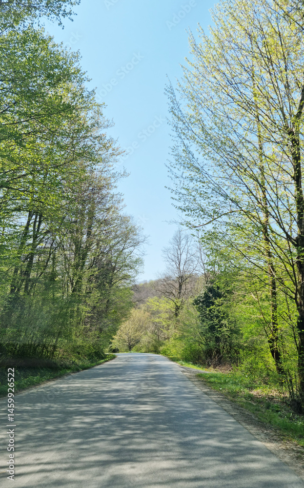 A straight asphalt road stretches through a vibrant green forest under a clear blue sky, capturing a springtime scene on the road from Brezaric towards Ozalj