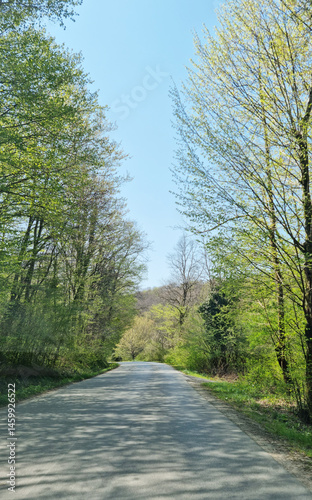 Obraz na płótnie A straight asphalt road stretches through a vibrant green forest under a clear blue sky, capturing a springtime scene on the road from Brezaric towards Ozalj w salonie