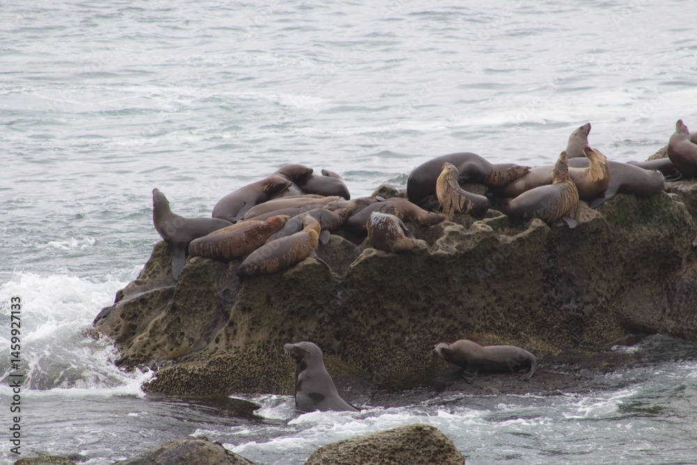 Fototapeta premium Hoards of sea lions playing in ocean waves and sleeping on cliffs in la jolla cove san diego california