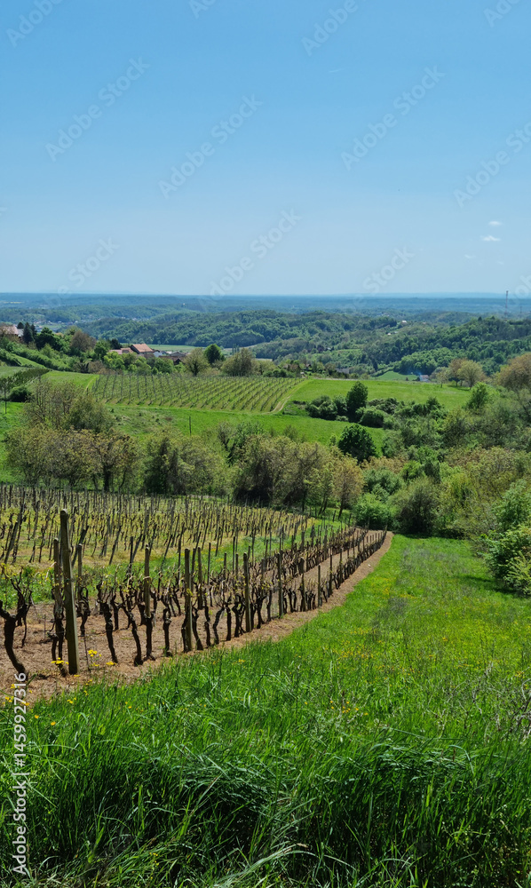 A scenic vista from Gornje Psarjevo looking west captures rolling green hills with vineyards, scattered houses, and distant forests under a bright sky
