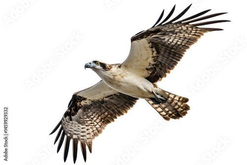 flying osprey bird with open wings isolated png transparent cutout