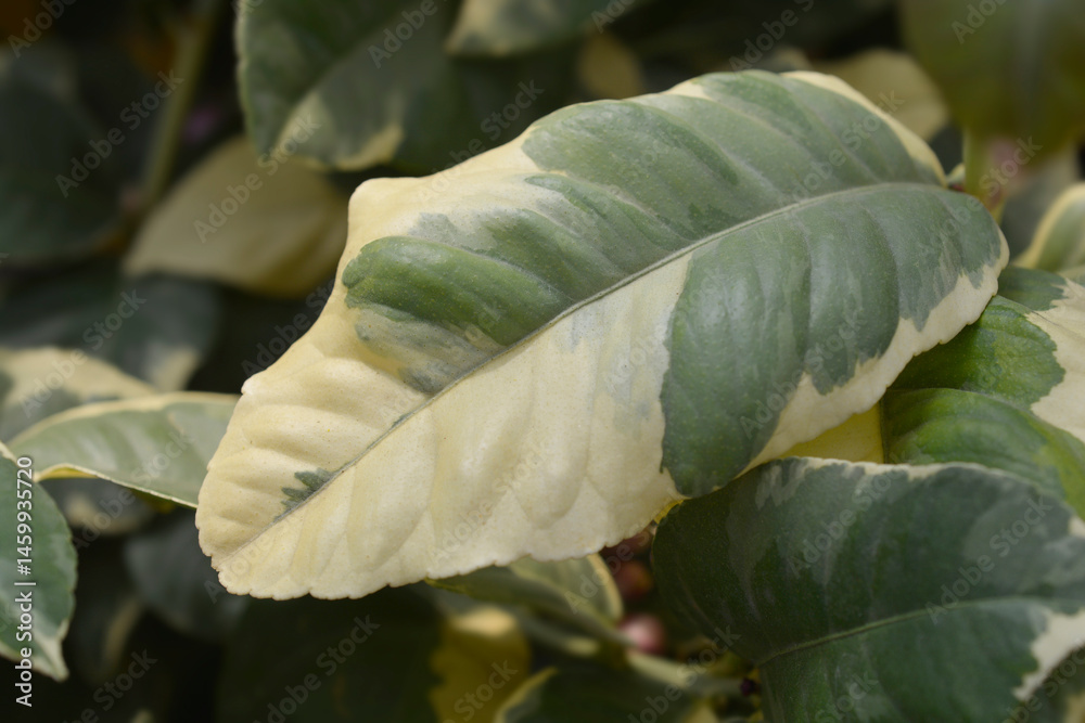 Variegated lemon leaves - Latin name - Citrus x limon Variegata