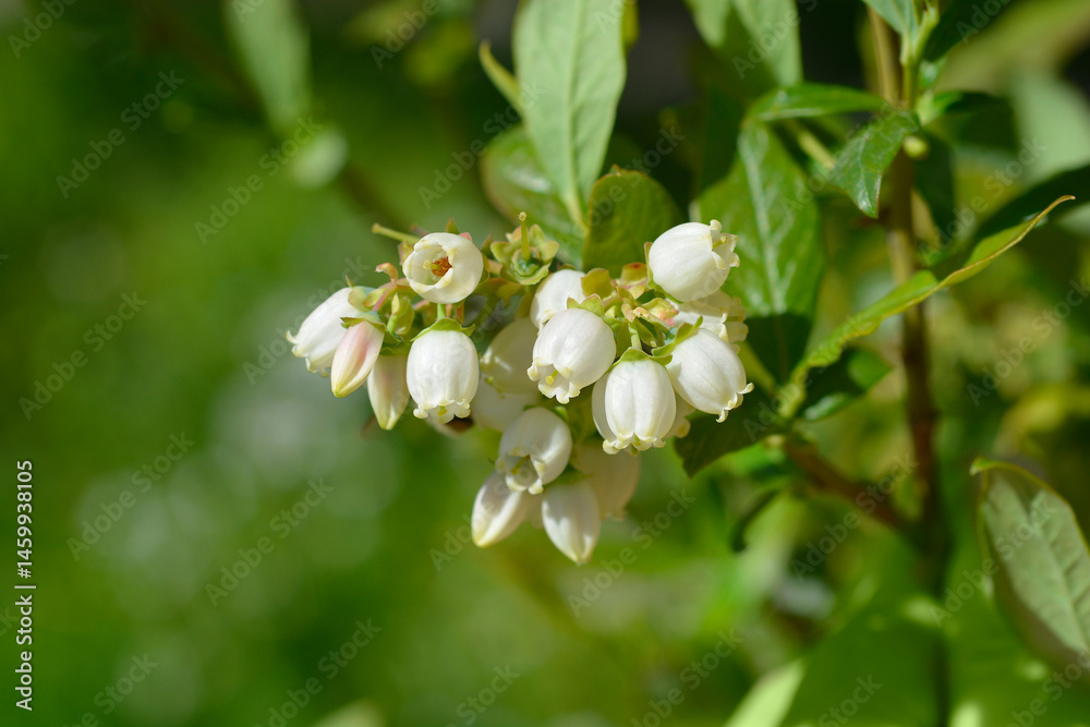 Highbush blueberry flowers - Latin name - Vaccinium corymbosum