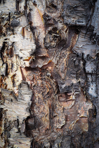 the texture of the bark of a stone birch in the forest