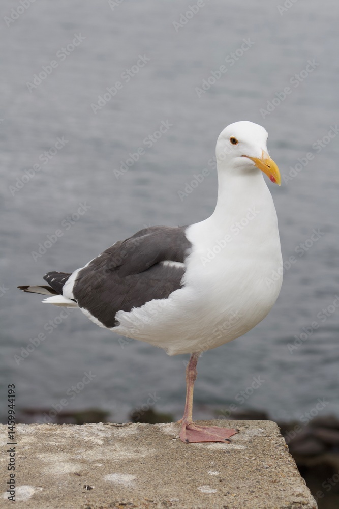 one legged Seagull standing with ocean backdrop in la jolla cove san diego california one legged Seagull standing with ocean backdrop in la jolla cove san diego california