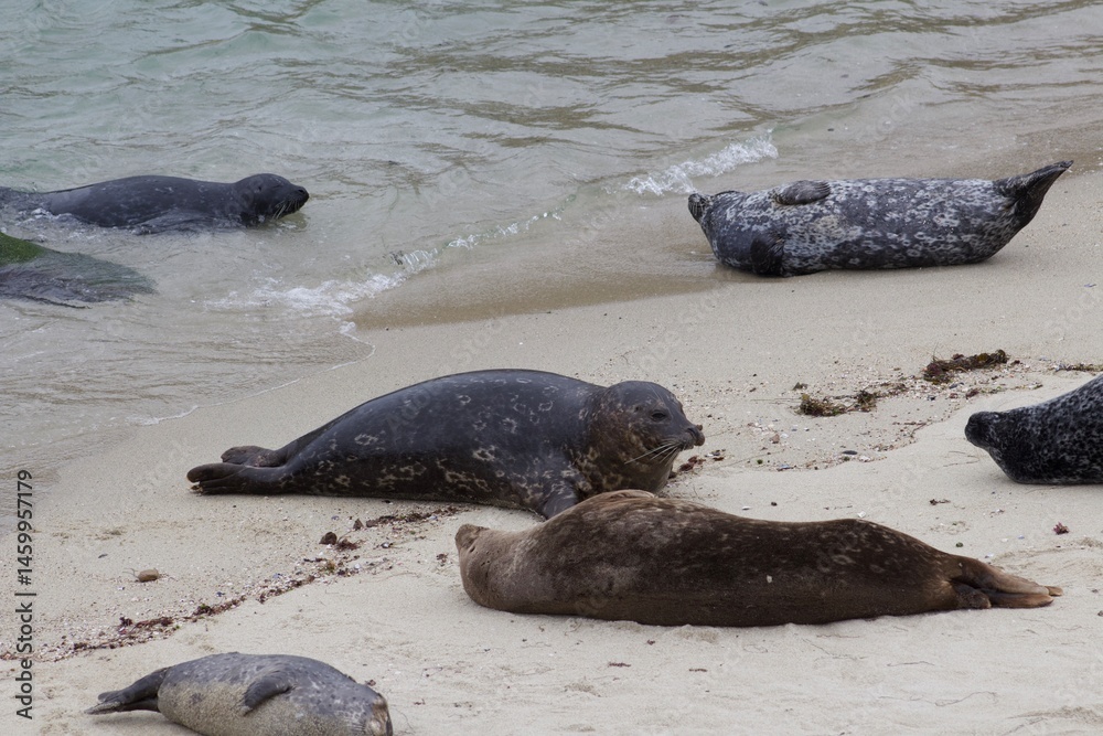 Obraz premium Sea Lions lounging on sand in the children's pool la jolla cove san diego california