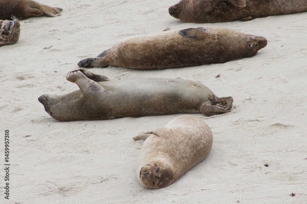 Fototapeta premium Sea Lions lounging on sand in the children's pool la jolla cove san diego california