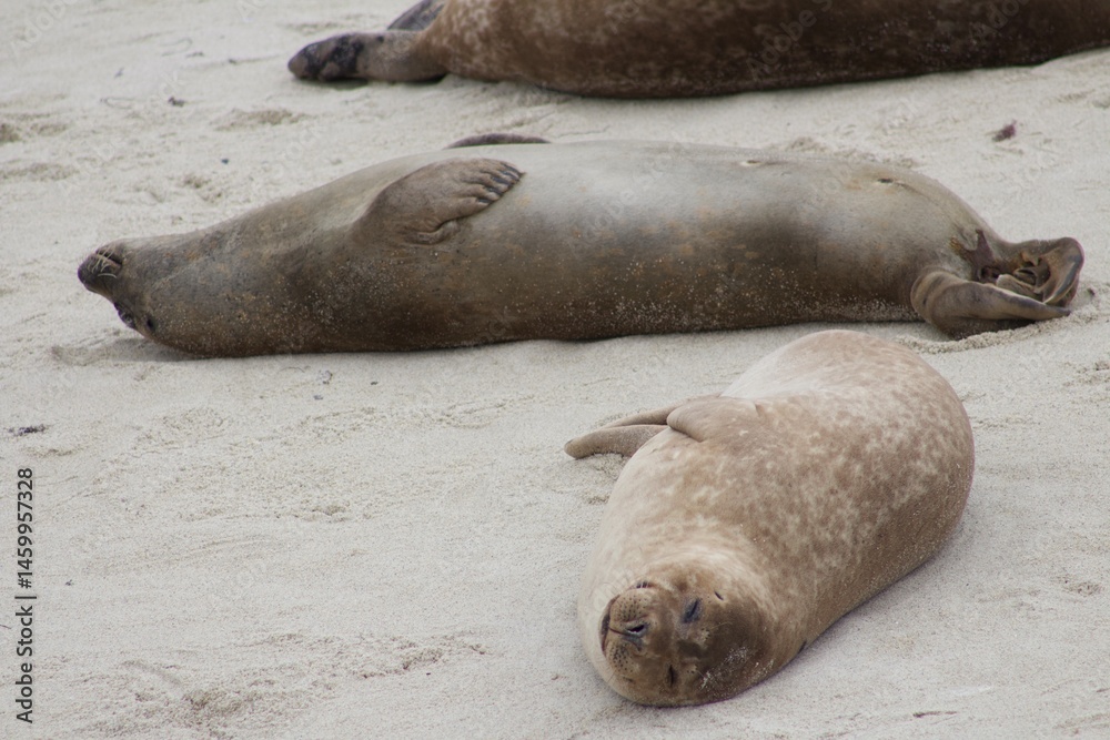 Fototapeta premium Sea Lions lounging on sand in the children's pool la jolla cove san diego california