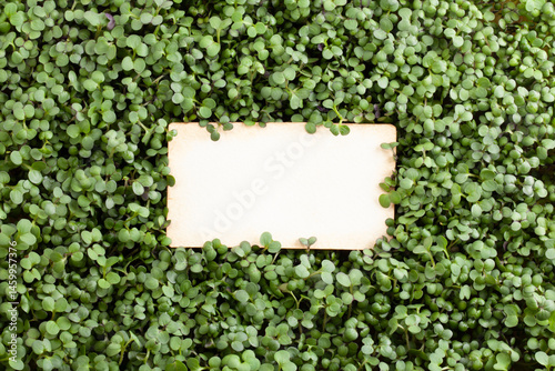 An empty piece of paper on a background of fresh microgreens