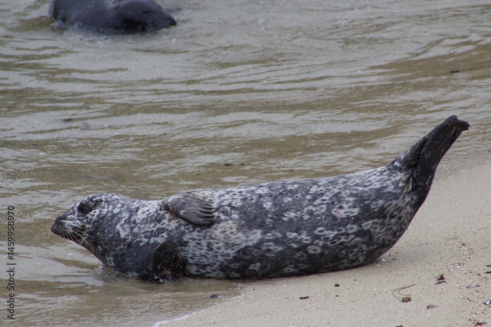 Obraz premium spotted Sea Lion laying in The Children's Pool La Jolla Cove San diego California