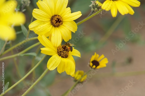 close up of bee pollinating yellow california brittlebush flower