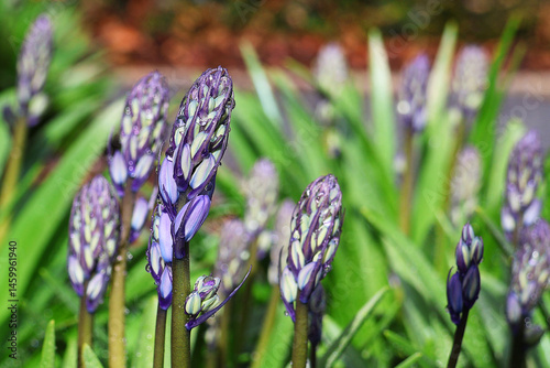 Beautiful bluebells almost in bloom in spring. Hyacinthus.