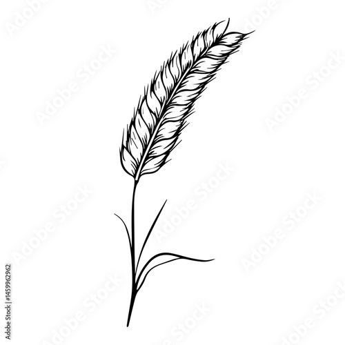 Wheat spike outline isolated on white or transparent background, vector illustration