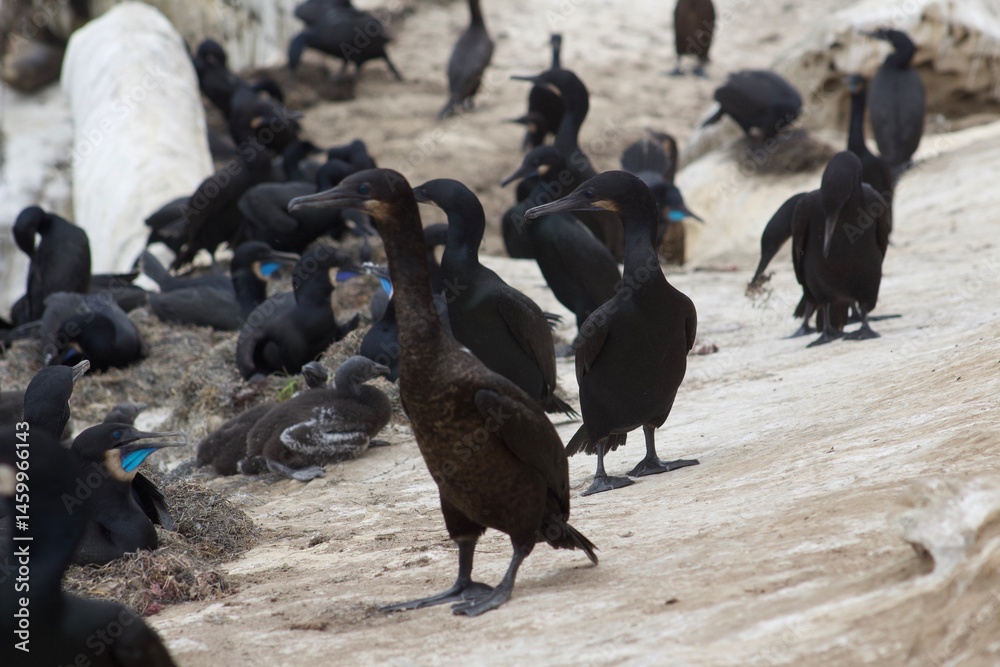 Obraz premium huge flock of Black and blue cormorant birds walking along coastline in la jolla cove san diego california
