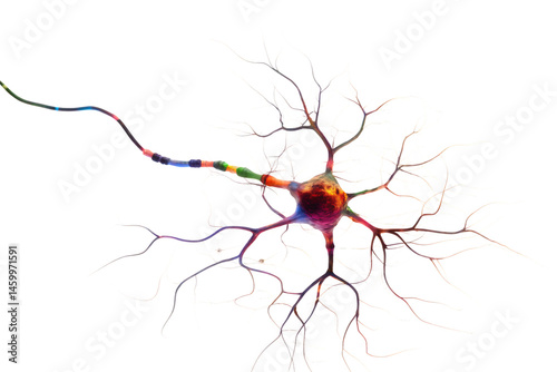 Colorful neuron showing dendrites and axon terminals on transparent background PNG