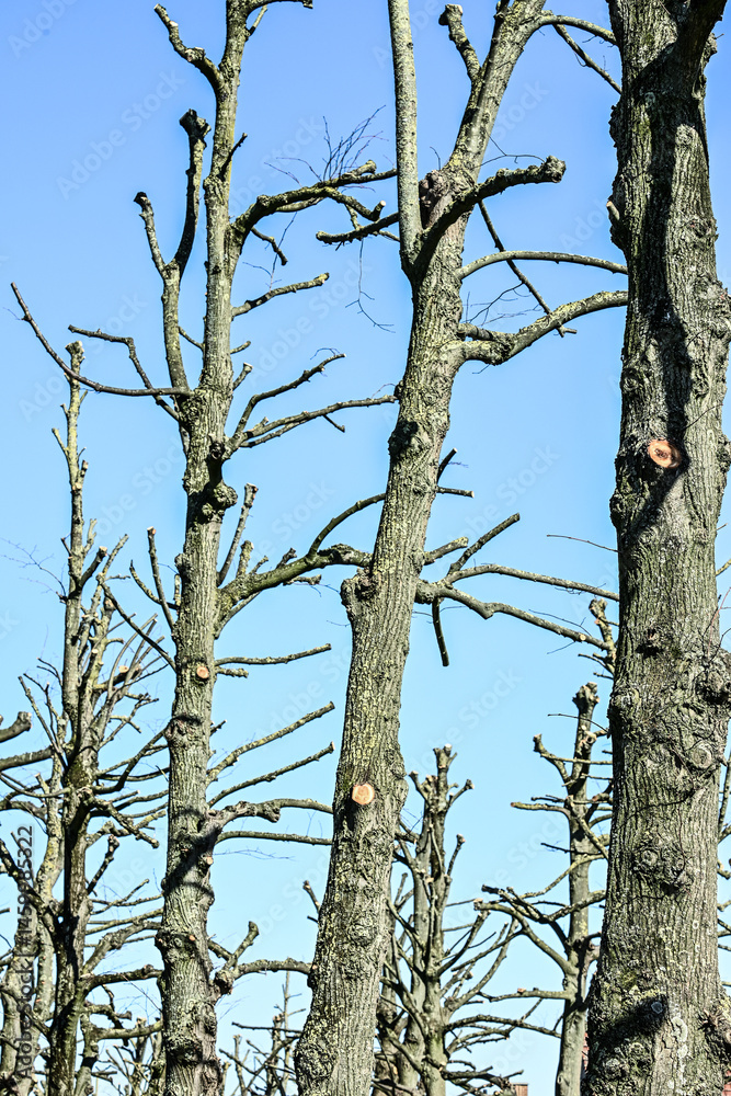 Fototapeta premium arbre taillé printemps climat environnement