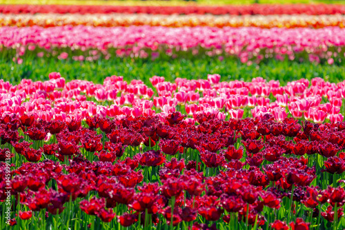 Selective focus of red, pink and multicolour flowers on the fields in countryside farm, Tulips are plants of the genus Tulipa, Spring-blooming perennial herbaceous bulbiferous geophytes, Netherlands.