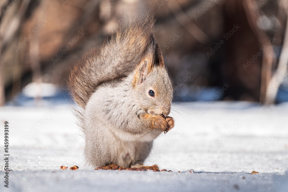 Fototapeta premium The squirrel in winter sits on white snow.