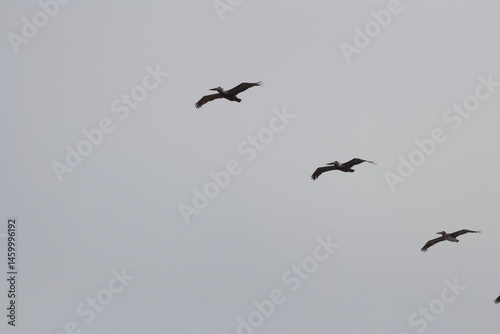 Line of birds flying in synchronicity in a formation in the sky in San Diego