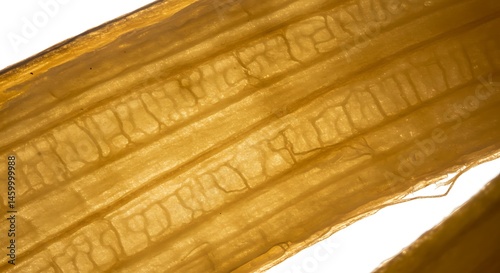 Banana peel interior fibrous texture.
