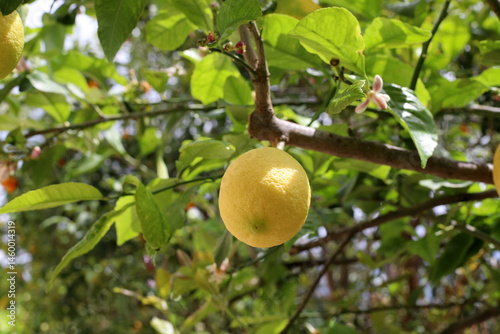 Fototapeta Naklejka Na Ścianę i Meble -  Citrus fruits are ripening in the city park.