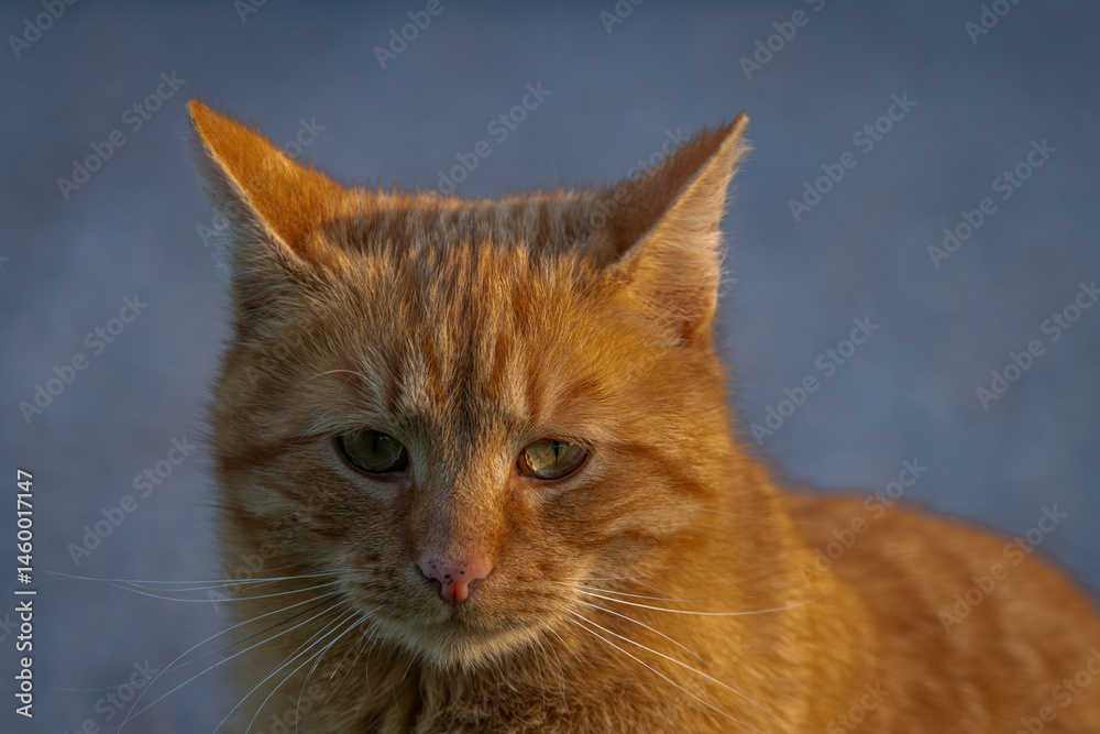 Obraz premium Red hair cat male in spring fresh morning in east Bohemia village