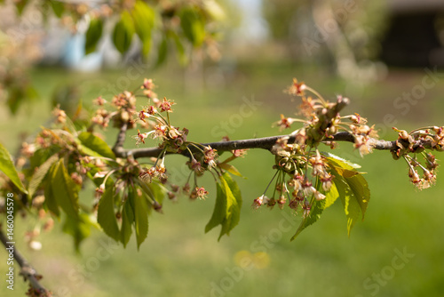 young cherry berry ovaries in spring in a farm garden close-up